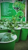 Fresh Spear and Chocolate Mint Seedlings - 5