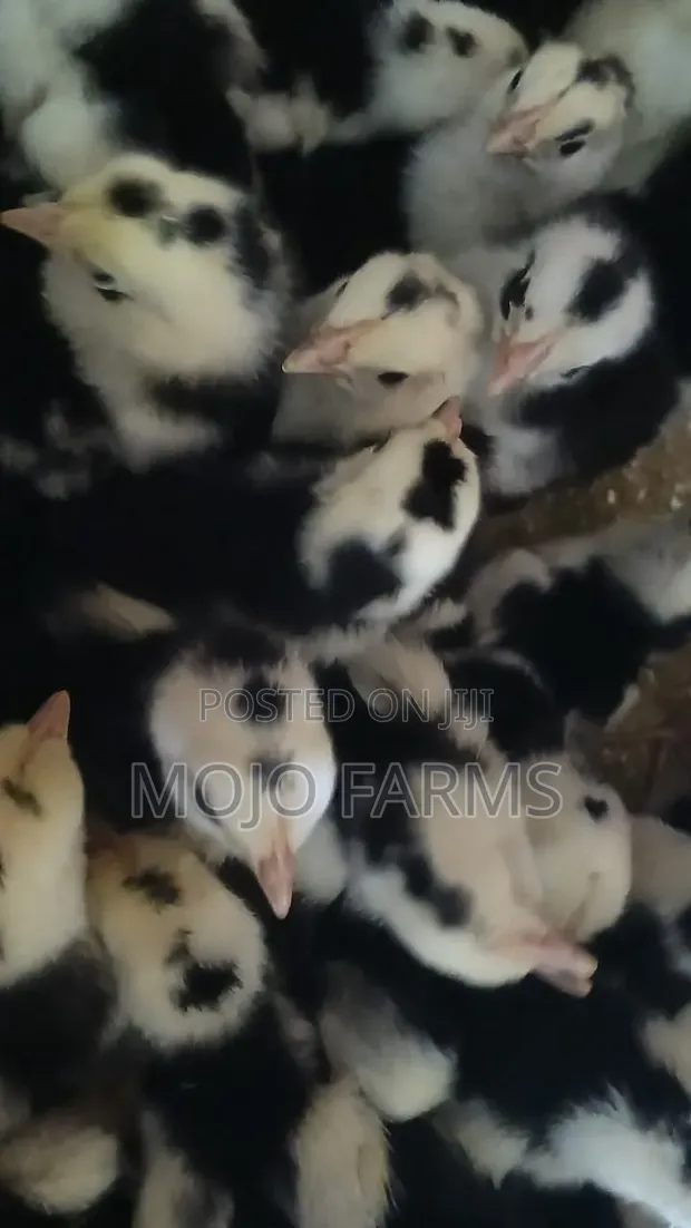 Plymouth Day Old Chicks - 1