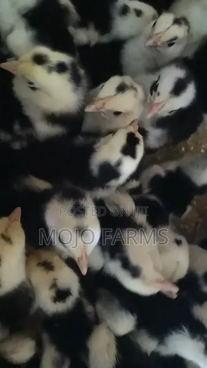 Plymouth Day Old Chicks