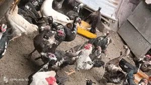 Mature Muscovy Ducks for Sale - 6 Months+