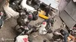 Mature Muscovy Ducks for Sale - 6 Months+ - 1