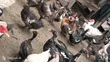 Mature Muscovy Ducks for Sale - 6 Months+ - 2
