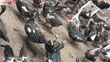 Mature Muscovy Ducks for Sale - 6 Months+ - 3