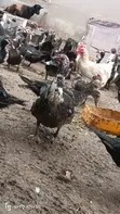 Mature Muscovy Ducks for Sale - 6 Months+ - 4