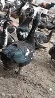 Mature Muscovy Ducks for Sale - 6 Months+ - 5
