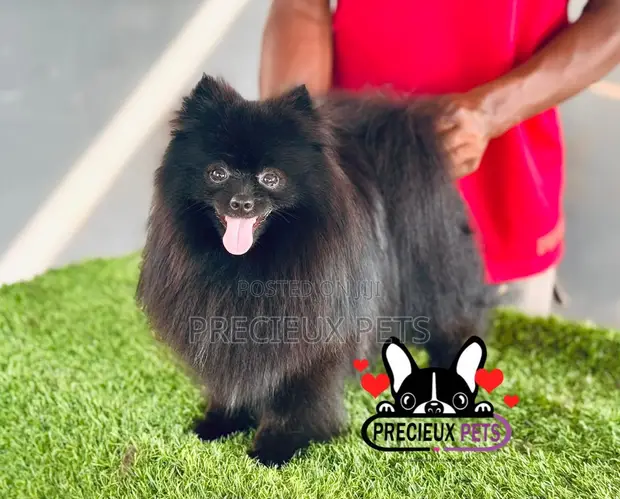 Purebred Male Pomeranian, 1+ Year Old - 1