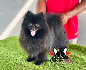 Purebred Male Pomeranian, 1+ Year Old