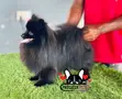Purebred Male Pomeranian, 1+ Year Old - 2