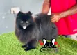 Purebred Male Pomeranian, 1+ Year Old - 3
