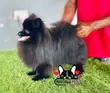 Purebred Male Pomeranian, 1+ Year Old - 4