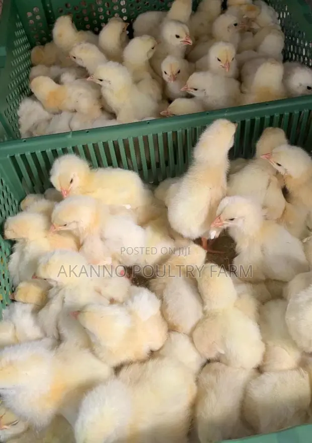 Foreign Day Old Broiler Chicks - 1