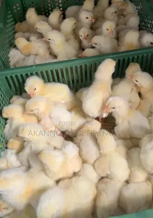 Foreign Day Old Broiler Chicks