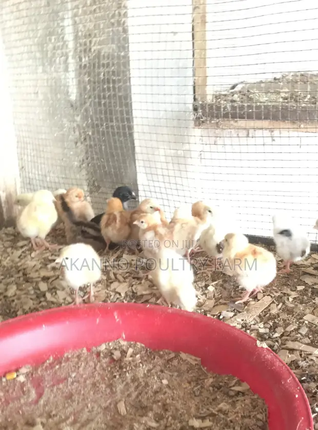 Foreign Kuroiler Day Old Chicks - 1