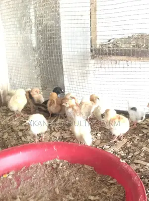 Foreign Kuroiler Day Old Chicks