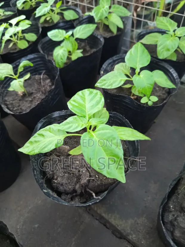Habanero Pepper Red Seedlings - 1
