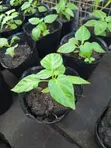 Habanero Pepper Red Seedlings - 1