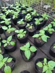 Habanero Pepper Red Seedlings - 2