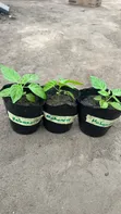 Habanero Pepper Red Seedlings - 3