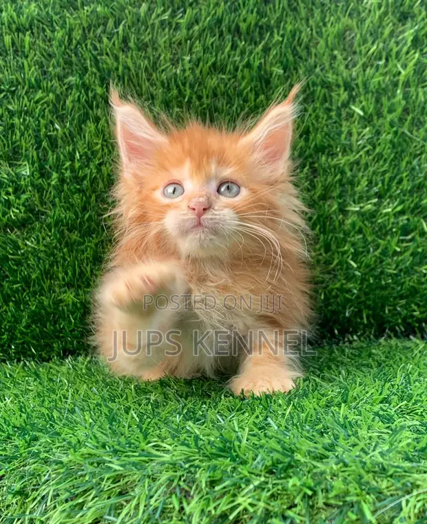 Female Purebred Maine Coon Kitten, 1-3 Months - 1