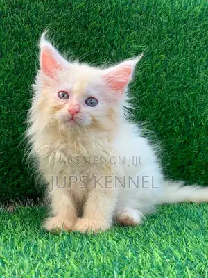 Purebred Maine Coon Kittens (1-3 Months)