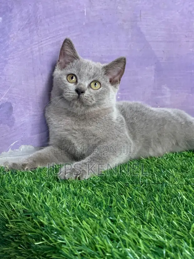 Purebred British Shorthair Kitten (1-3 Months) - 1