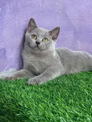 Purebred British Shorthair Kitten (1-3 Months)