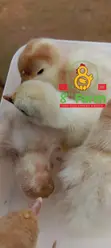 Day Old Chicks & Poultry Farming Consultancy - 2
