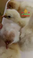 Day Old Chicks & Poultry Farming Consultancy - 3