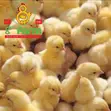 Day Old Chicks & Poultry Farming Consultancy - 4