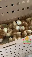 Day Old Chicks & Poultry Farming Consultancy - 5