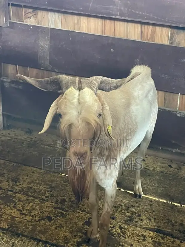 Goats for Meat and Breeding - 1