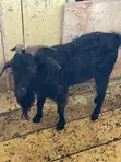 Goats for Meat and Breeding - 2