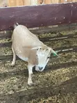 Goats for Meat and Breeding - 3