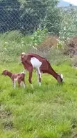 Goats for Meat and Breeding - 4