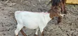 Goats for Meat and Breeding - 5