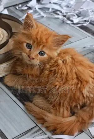 Purebred Maine Coon Kitten - 1-3 Months