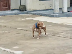 Male American Pit Bull Terrier, 2 Years Old