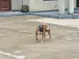 Male American Pit Bull Terrier, 2 Years Old - 1