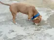 Male American Pit Bull Terrier, 2 Years Old - 2