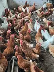 Spent Layers Chickens for Sale - 1