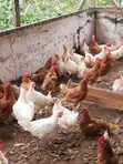 Spent Layers Chickens for Sale - 2