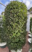 All-in-One Hydroponic Tower - 16 Pot Vertical Farming Kit - 2