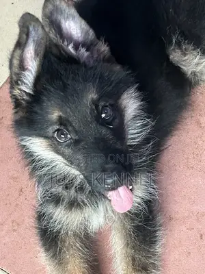 1-3 Months Male Purebred German Shepherd Puppy
