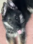 1-3 Months Male Purebred German Shepherd Puppy - 1