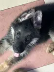 1-3 Months Male Purebred German Shepherd Puppy - 2