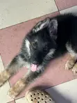 1-3 Months Male Purebred German Shepherd Puppy - 3