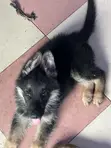 1-3 Months Male Purebred German Shepherd Puppy - 4