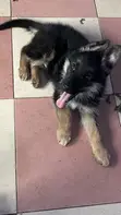 1-3 Months Male Purebred German Shepherd Puppy - 5