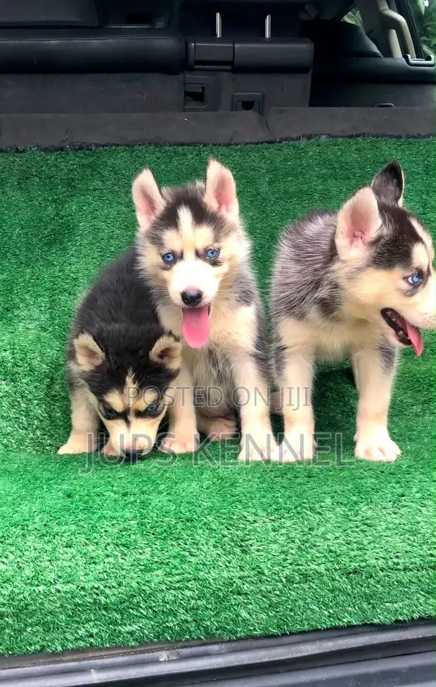 Female Purebred Siberian Husky Puppy (1-3 Months) - 1