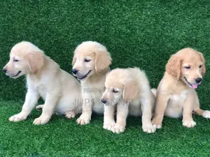 Female Purebred Golden Retriever Puppy (1-3 Months)